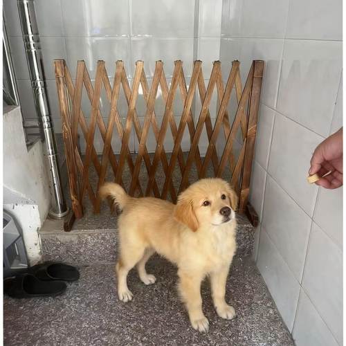 宠物围栏狗笼隔断拦狗栅栏阳台隔离门可伸缩栅栏门挡狗挡猫兔护栏 - 图0