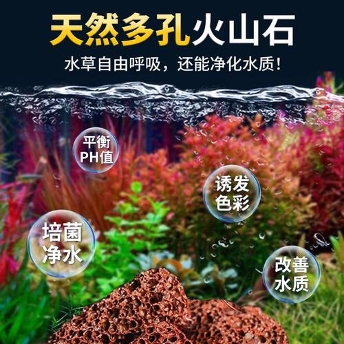 鱼缸火山石水草后景植物真草蜈蚣草阴性净化水质懒人增氧新手造景 - 图3