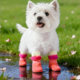 Baipetdao dog waterproof and non-slip outdoor shoes and socks