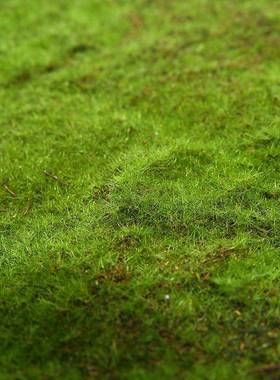 植毛石皮仿真草皮草坪植物苔藓仿真植物墙景草坪外贸单