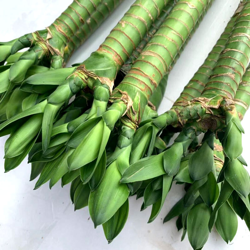 弯竹水培植物大颗富贵竹转运竹荷花观音竹苗室内客厅花卉四季常青-图3