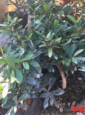 中华蚊母盆景文母造型树桩景观小叶蚊母练手苗中盆景包.