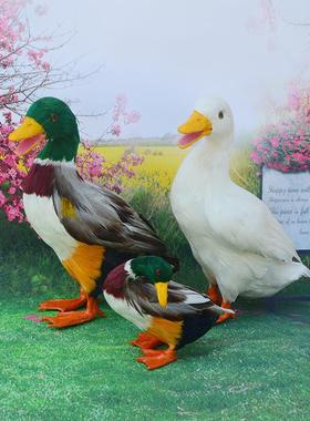 真羽毛仿真鸭子鸡鸭鹅家禽类动物模型园林摆件门店商场装饰品道具