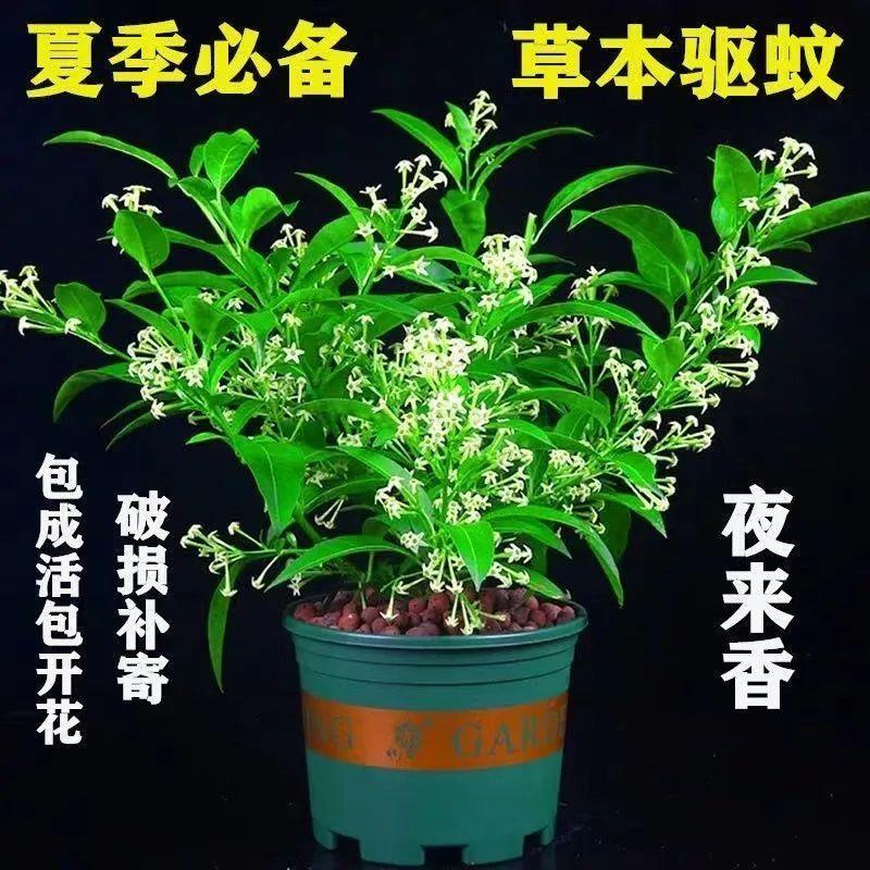 驱蚊虫植物盆栽夜来香花卉树苗九里香室内外阳台四季驱蚊好养易活 - 图0