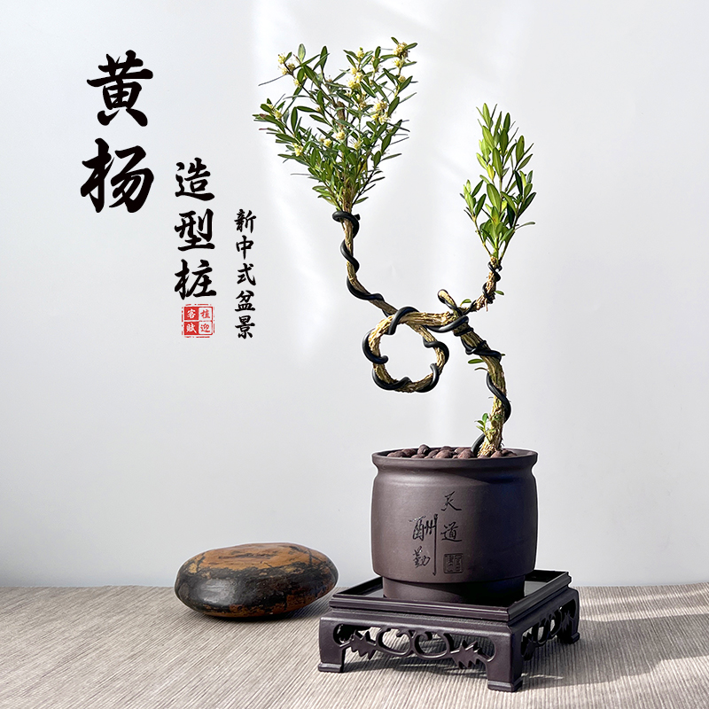 黄杨盆栽庭院老桩耐寒常青绿植小叶邹皮植物阳台客厅造型中式盆景 - 图1