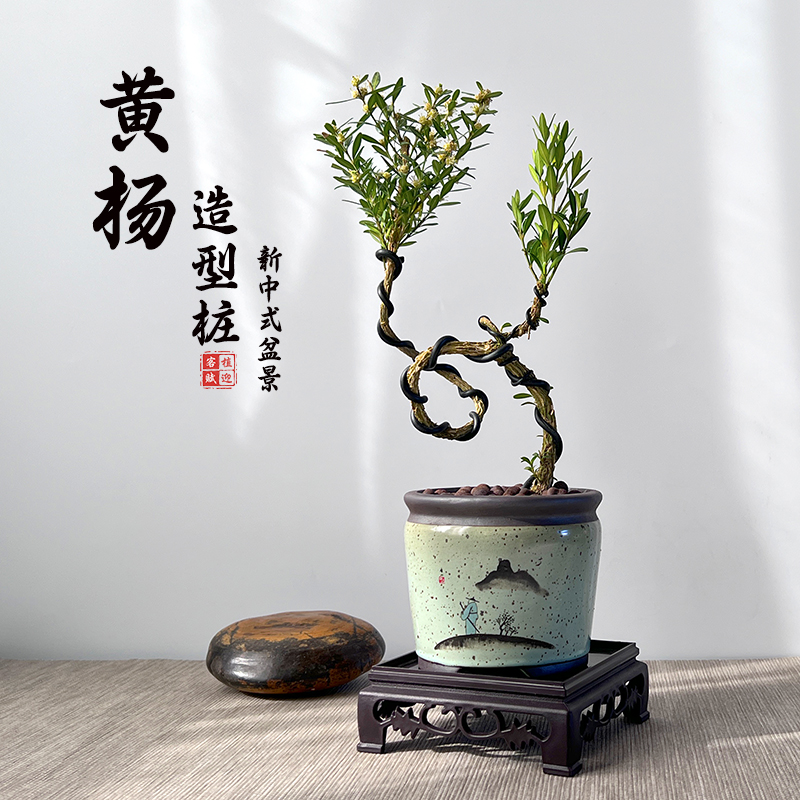 黄杨盆栽庭院老桩耐寒常青绿植小叶邹皮植物阳台客厅造型中式盆景 - 图0