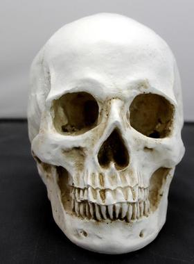 艺用仿真骷髅头骨美术教学医美人物解剖结构模型教具1:1头部骨骼