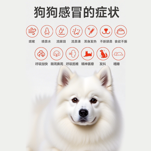 阿莫西林克拉维酸钾猫咪狗阿莫西林克拉维酸钾宠物专用消炎药感冒 - 图0