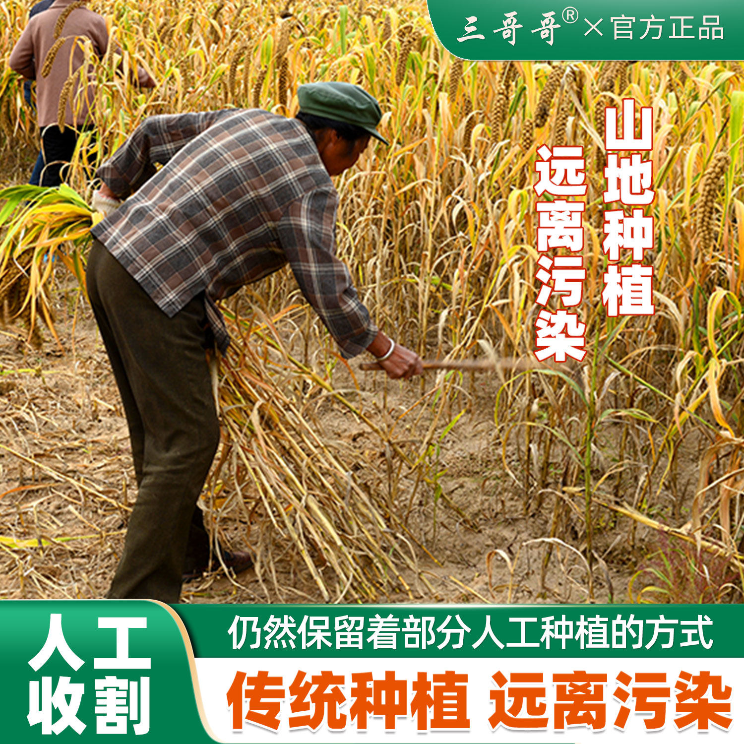 三哥哥黄小米米脂小米五谷杂粮小黄米新米食用山地小米米油厚5斤