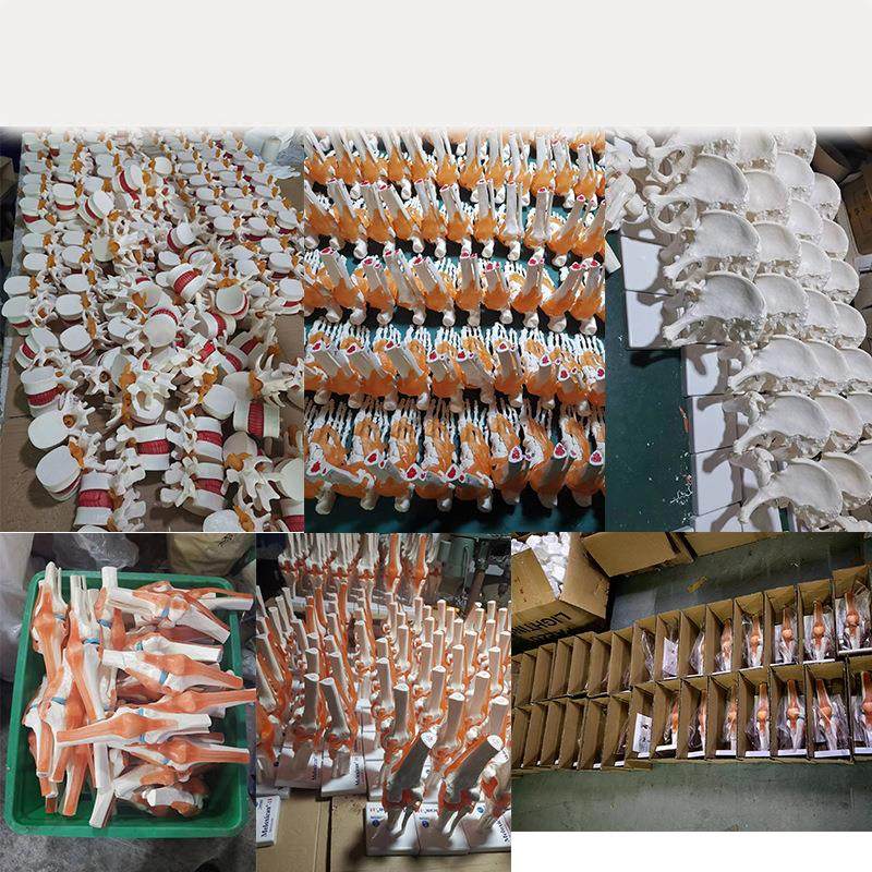 人体骨骼模型6大关节模型膝关节脚关节手关节肩关节肘关节髋关节,淘宝优惠券,粉丝福利购,淘宝优惠卷