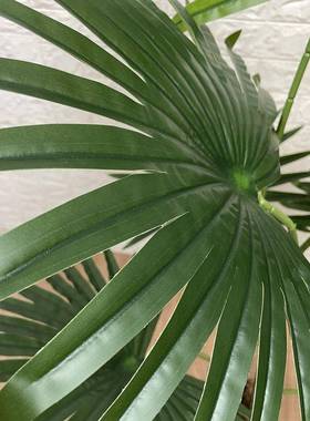 仿真植物绿色大葵叶假树造景大叶片热带绿植扇葵树蒲葵叶树