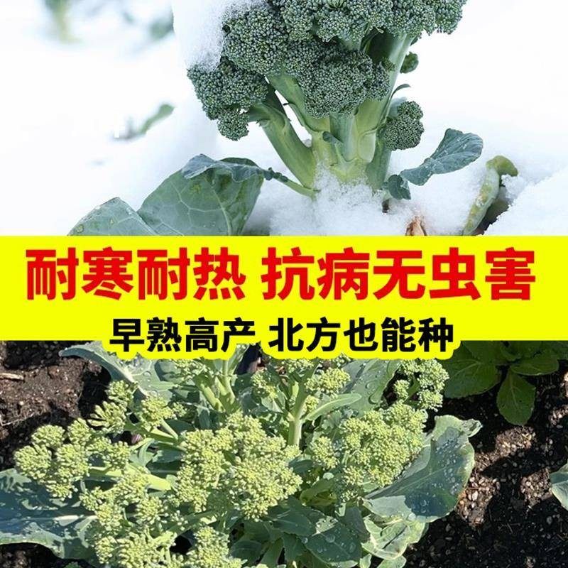 西兰苔种子甜杆西兰花长茎西洋芥兰青花笋耐寒冻农家田园蔬菜种子,淘宝优惠券,粉丝福利购,淘宝优惠卷