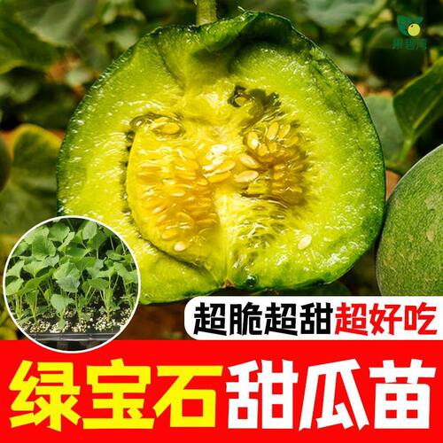 绿宝甜瓜苗子绿宝石甜瓜早熟抗病薄皮香瓜含糖超18度水果种籽 - 图0