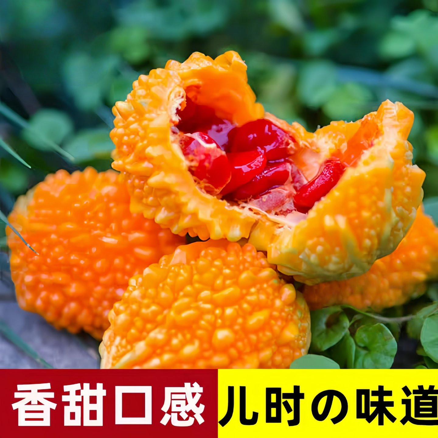 赖葡萄种子籽濑瓜苦瓜金铃子小癞瓜蔬菜水果种孑南方种植四季盆栽,淘宝优惠券,粉丝福利购,淘宝优惠卷