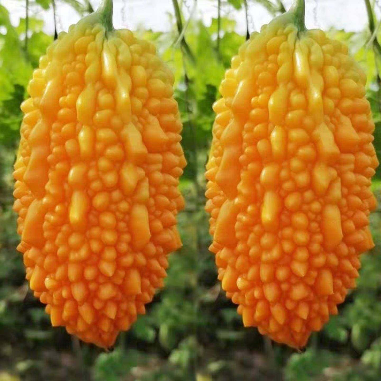 赖葡萄种子籽濑瓜苦瓜金铃子小癞瓜蔬菜水果种孑南方种植四季盆栽,淘宝优惠券,粉丝福利购,淘宝优惠卷