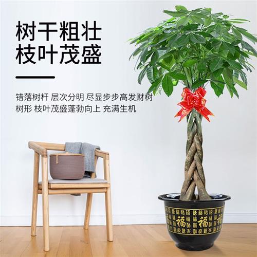 发财树盆栽室内好养大型招财树绿植物客厅办公室开业甲醛花卉盆景 - 图0