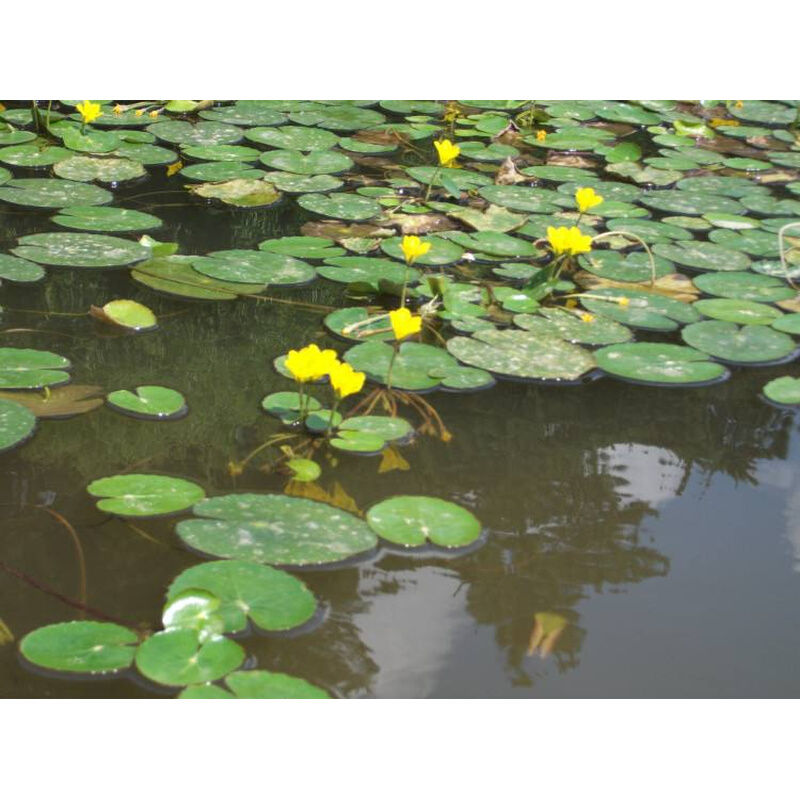 一叶莲黄花荇菜苗 莕菜养鱼龟虾缸造景观微 水草浮萍水生水培植物 - 图3