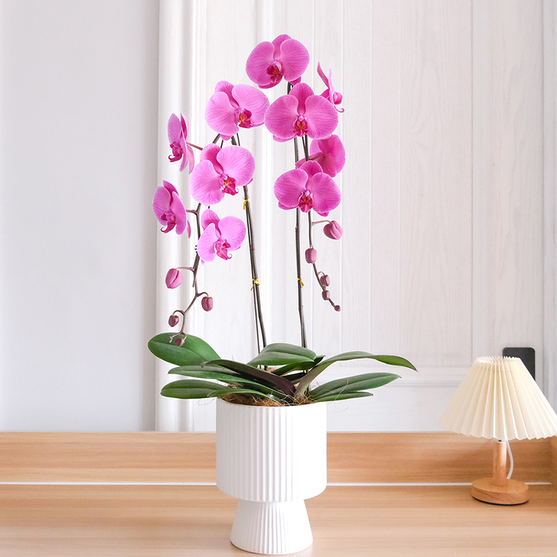 花构想蝴蝶兰家居兰花盆景套装客厅桌面绿植玄关客厅盆栽摆件花卉