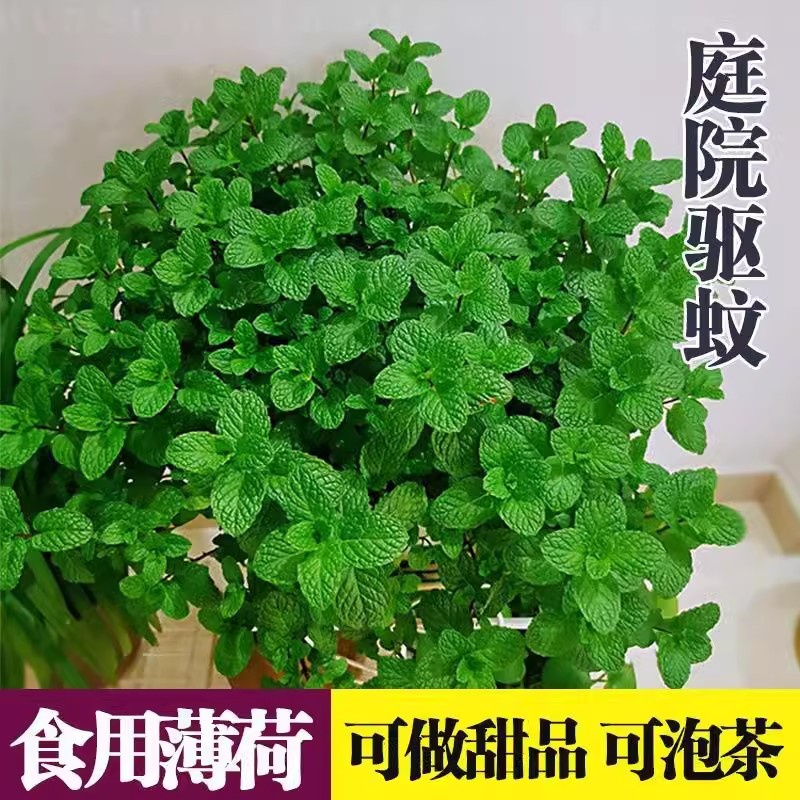 可食用迷迭香薄荷盆栽水培薄荷叶新鲜驱蚊植物室内绿植花卉柠檬草 - 图0