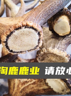 单支马鹿角鹿角胶熬胶原料台面摆件可入药打粉工艺品抄网DIY手工