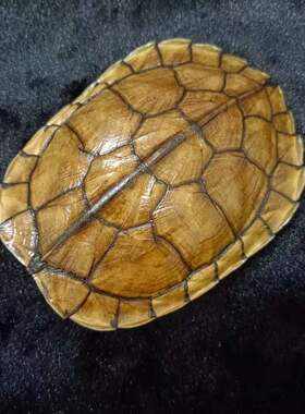 文玩干净真乌龟壳把玩盘玩手把件天然完整真龟甲家居摆件挂件包邮