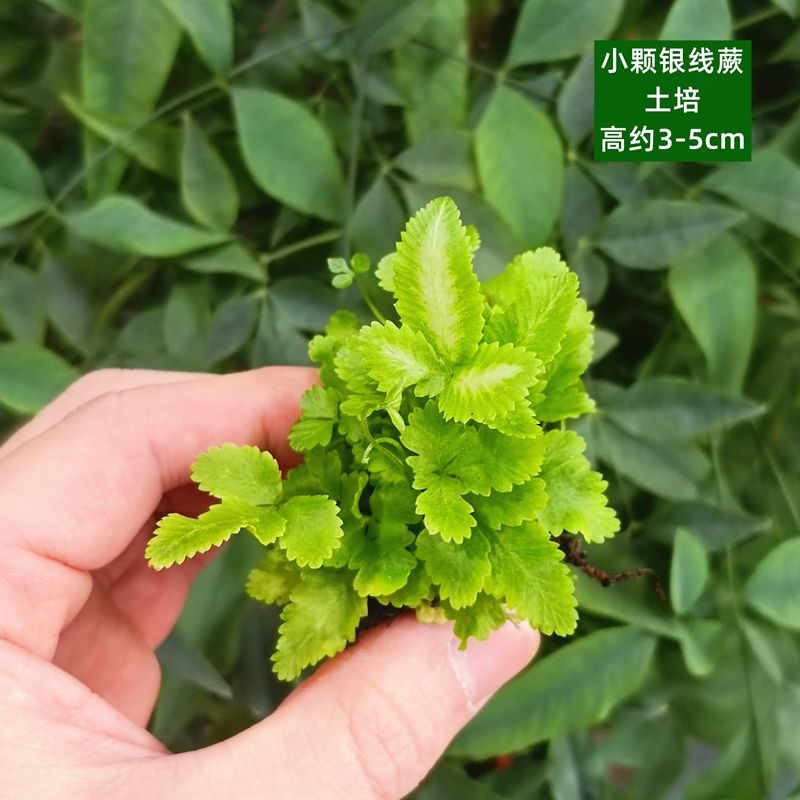 古法鱼缸网纹草迷你盆栽diy苔藓植物水陆缸造景鲜活蕨类绿植大全-图2