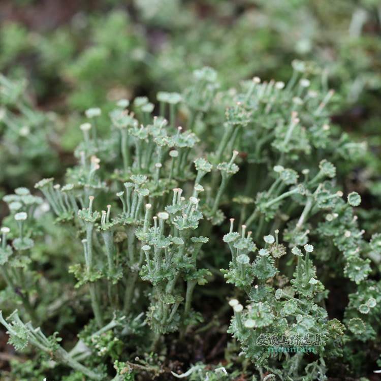 山野选集造景用苔藓【苔纲】枝状地衣各色野生高山苔藓雨林缸微景,淘宝优惠券,粉丝福利购,淘宝优惠卷