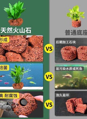 火山石水草植物真草鱼缸水草造景懒人新手养鱼套餐后景绿菊蜈蚣草