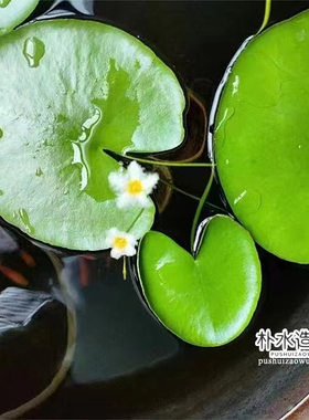 漂养浮萍水草鱼缸池塘水生培植物净化水质一叶莲肚兜葫芦牡丹芙蓉