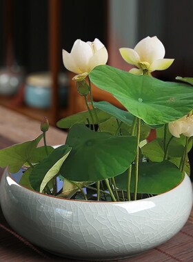 哥窑碗莲睡莲专用水培花盆陶瓷大口径无孔家用阳台一叶莲水养器皿