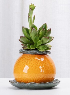 大吉大利橙子桔子多肉植物土培有孔花瓶花盆简约桌面客厅玄关摆件