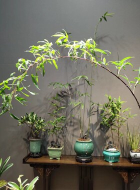 紫竹室内盆栽飘支紫寒竹盆景庭院室内桌面绿植微盆景竹子苗观赏竹