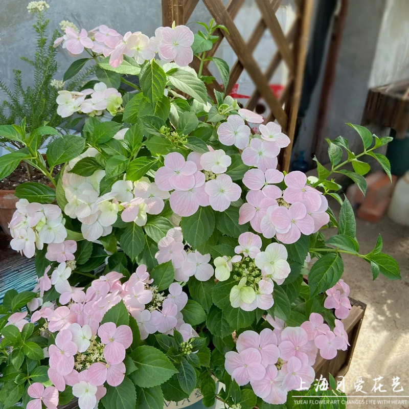 粉色落跑新娘绣球花盆栽新品爬z藤木本庭院阳台种植庭院耐寒热花,淘宝优惠券,粉丝福利购,淘宝优惠卷