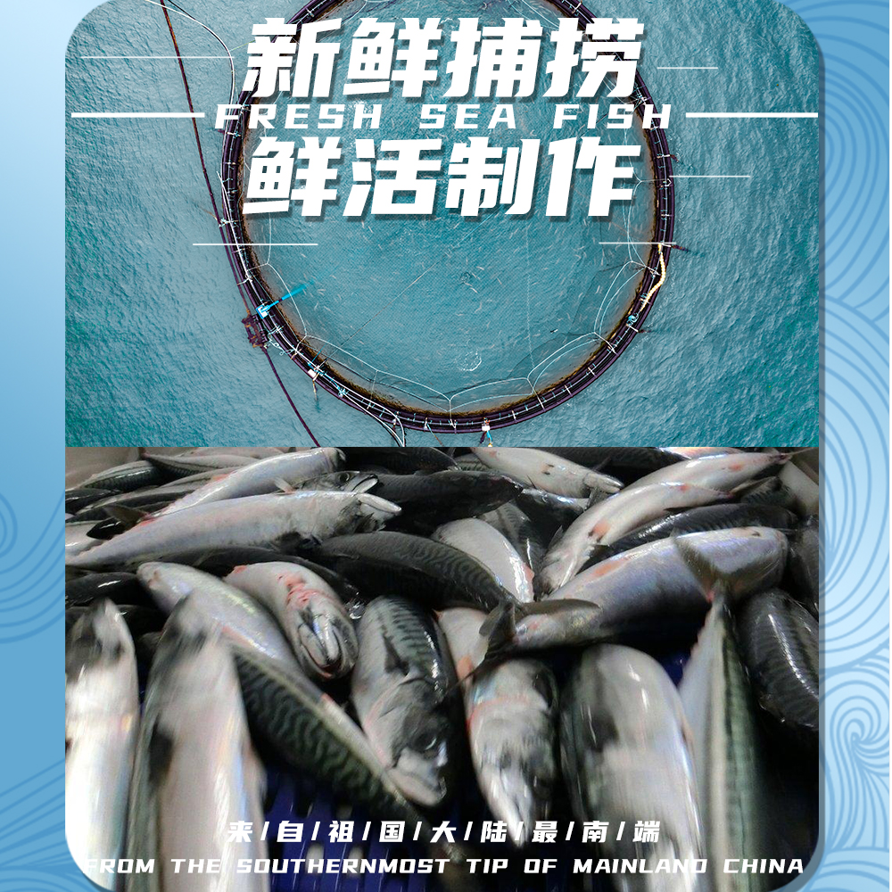 【海岛发货】蓝点马鲛鱼切片新鲜整条鱼于即食冷冻马鲛鱼湛江冰鲜-图1