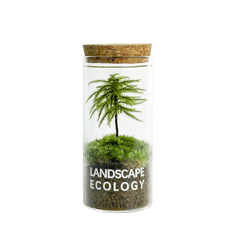 万年藓生态瓶桌面小绿植鲜活苔藓微景观室内微型盆栽植物送人礼物 - 图3