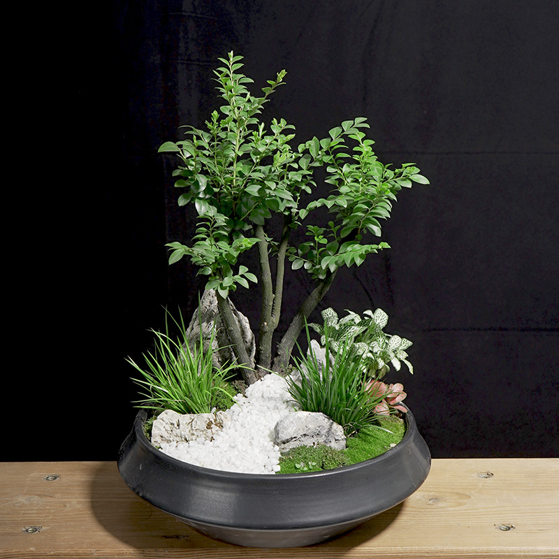 金叶子小叶d紫檀盆景绿植盆栽室内办公室桌面花卉四季常绿植物老 - 图1