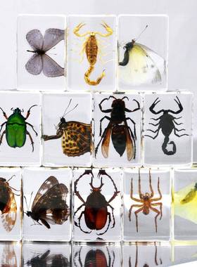 千年虫树脂滴胶昆虫动物100多种甲虫蜘蛛蝎子工艺品儿童研学摆件