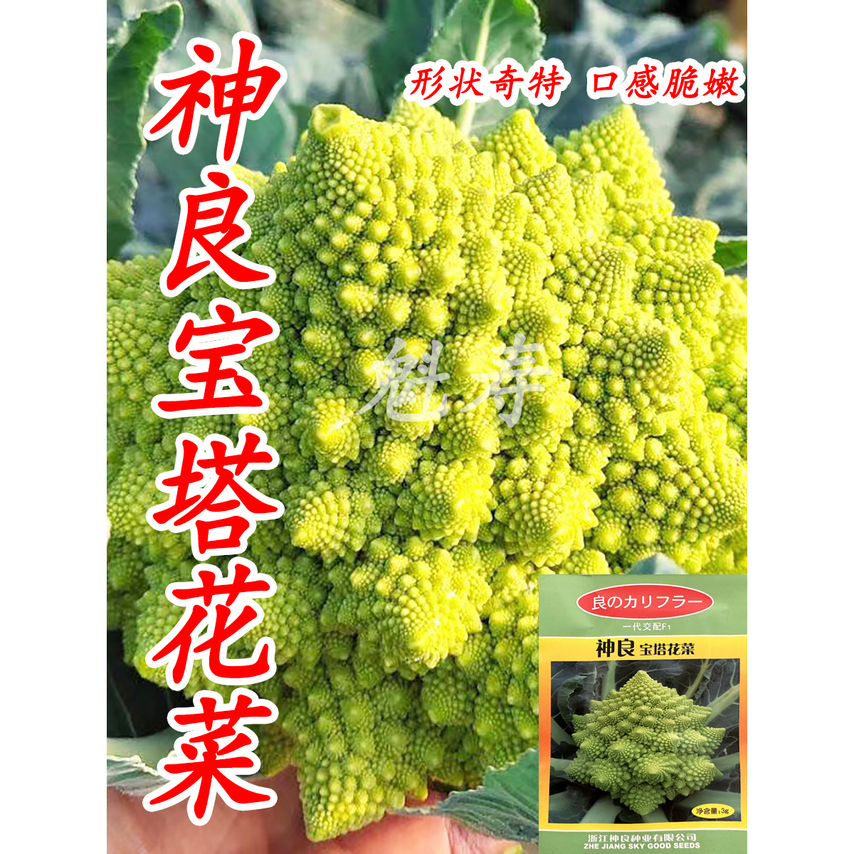 宝塔菜花椰菜蔬菜种子苗特色菜花花菜孑四季籽种蔬菜种籽秧菜籽-图0