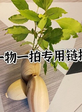小叶樟花瓶,一物一拍炼接