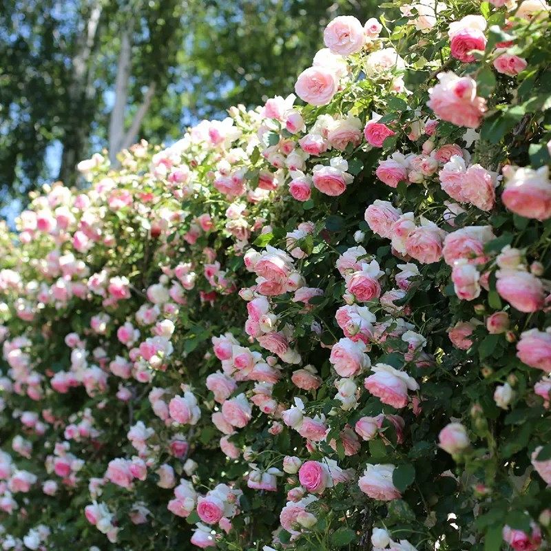 龙沙宝石爬藤月季蔷薇花苗特大浓香四季开花别墅庭V院玫瑰藤本植,淘宝优惠券,粉丝福利购,淘宝优惠卷