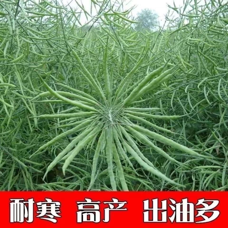 杂交油菜华油杂62  矮杆耐寒抗倒伏高出油率高产油菜种子油菜籽 - 图0