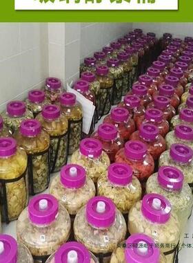 泡酒瓶自动排气酵素瓶无铅玻璃酿酒自酿葡萄酒瓶发酵罐酵素桶家用