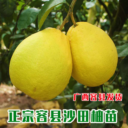 广西沙田柚子树苗木嫁接桂红心蜜柚庭院绿化南北方种植盆地栽果苗 - 图0