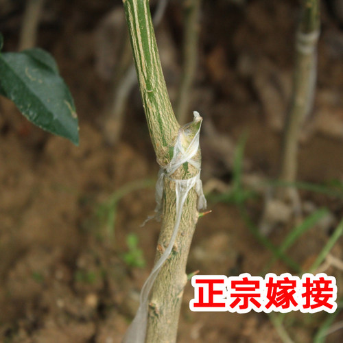 广西沙田柚子树苗木嫁接桂红心蜜柚庭院绿化南北方种植盆地栽果苗 - 图1