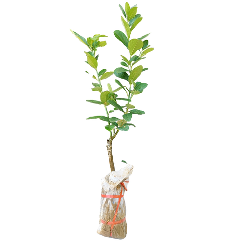 广西沙田柚子树苗木嫁接桂红心蜜柚庭院绿化南北方种植盆地栽果苗 - 图3