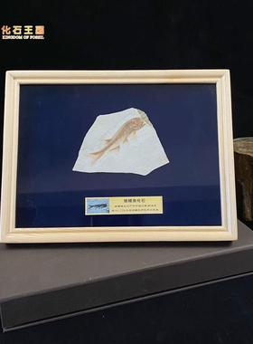 天然古生物动物狼鳍鱼化石标本送人生日礼物装裱相框摆件实木精致