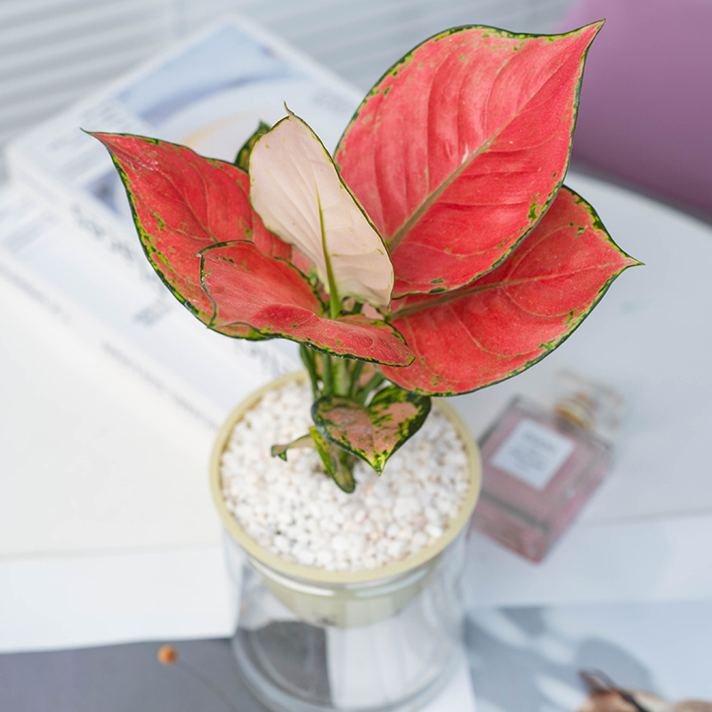 水培植物吉利红如意办公室内桌面摆件净化空气四季好养绿植盆栽 - 图1