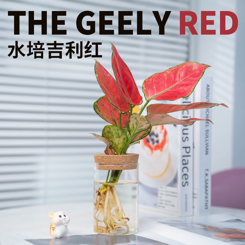 水培植物吉利红如意办公室内桌面摆件净化空气四季好养绿植盆栽 - 图2