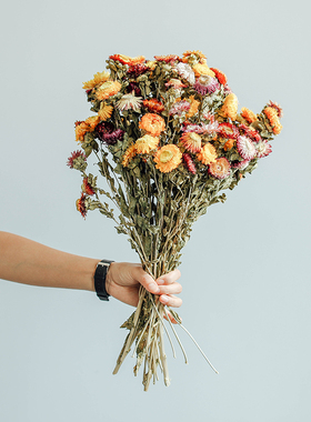 好货麦秆菊干花花束真花菠萝菊小清新客厅摆设桌面餐桌花七彩菊小