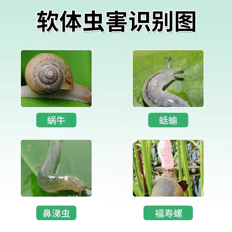 【直接撒】蜗牛药特效专治蜗牛的药菜地杀蜗牛专用颗粒防治蔬菜地,淘宝优惠券,粉丝福利购,淘宝优惠卷